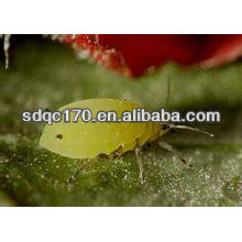 Продают быстродействующий инсектицид имидаклоприд 97% TC 20% SL 70% WDG